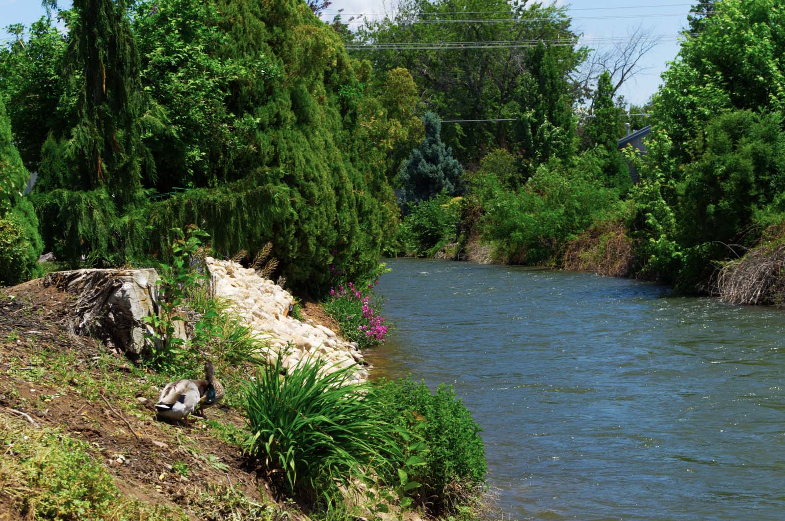 brookeview gallery Gabby Bunch canalfull01